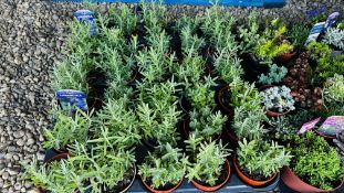 30 GARDEN READY HIDCOTE LAVENDER.