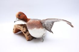 TAXIDERMY STUDY OF WIGEON - (NO POSTAGE OR PACKING).