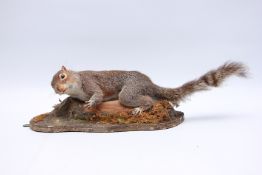 TAXIDERMY STUDY OF GREY SQUIRREL - (NO POSTAGE OR PACKING).