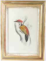 ELIZABETH GOULD (1804-1841) 'Picus Shorii' Himalayan goldenback bird on a tree, lithographic print