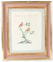 XAVERIO MANETTI (1723-1784) 'Bengalini Minori..CCCLXVI' two birds on branches, coloured etching,