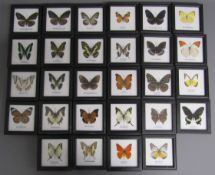 28 single cased taxidermy butterflies - frame sizes approx 12cm x 12cm striped blue crow (2) -