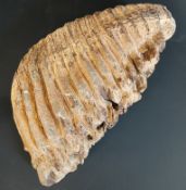 Natural History interest: fossilised / petrified Woolly mammoth tooth, length approx. 32cms wide and