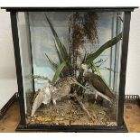 Early 20th century case taxidermy pair of snipe 40cm by 38cm