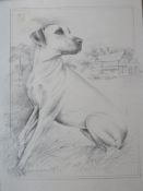 Print; Pollyanna Pickering study of a dog, framed.