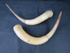 A pair of buffalo horns having carved Masonic images upon.