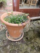 A terracotta plant pot approx 41cm dia at top.