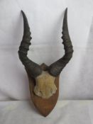 Taxidermy: an early 20th century mount of Impala horns, affixed to a shield plinth, dated 1913.