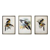 JOHN GOULD (1804-1881). After. A SET OF THREE ORNITHOLOGICAL PRINTS (3).