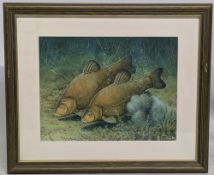 Chris Turnbull (b. 1950) Two Tench feeding on the bottom of a lake - original watercolour fish
