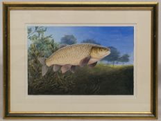 Chris Turnbull (b. 1950) 1993 Grass Carp original watercolour fish painting signed lower right -