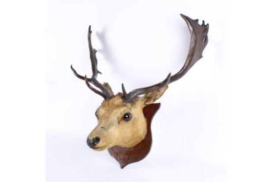 A Taxidermy Fallow Deer Head Mount - Image 1 of 3