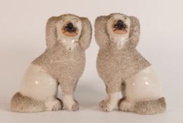 A pair of late Victorian Staffordshire 'Judge's Wig' seated Poodles. a/f. Height: 18cm