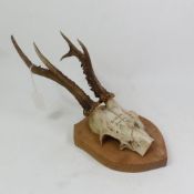 Roe Deer Cranium with Antlers Mounted on a Trophy Plaque, dated 1948.