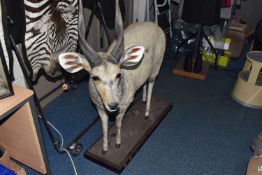 A TAXIDERMY FULL BODY CAPE BUSHBUCK, an African cape bushbuck mounted on a wooden plinth