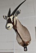 A TAXIDERMY GEMSBOK ORYX, Oryx gazella, with taxidermist's label reading 'P. A. Kingsley,