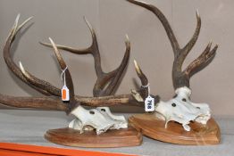 TWO PAIRS OF SHIELD MOUNTED EIGHT-POINTED STAG ANTLERS with original skull crown, one with a