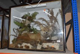 A TAXIDERMY FOX IN DISPLAY CASE, a fox in lying down position, mounted in a naturalistic scene