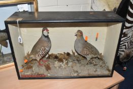 A PAIR OF TAXIDERMY PARTRIDGES IN DISPLAY CASE, to include a red legged partridge and a partridge