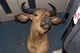A TAXIDERMY BUFFALO HEAD AND NECK MOUNT, horn length approximately 40cm, height from neck base to