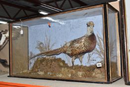 A TAXIDERMY PHEASANT IN DISPLAY CASE, a pheasant mounted in a glass front and side, black and gilt