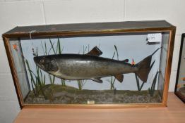 A TAXIDERMY SALMON IN DISPLAY CASE, mounted salmon, set inside a glass front and side case with a