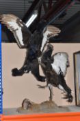 A DISPLAY OF TAXIDERMY BLACK GROUSE, a pair of fighting black grouse, mounted on a naturalistic
