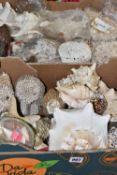 TWO BOXES OF SEASHELLS, of various species and sizes, shell covered creatures and box, ceramic shell