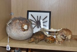 NATURAL HISTORY INTEREST, comprising a puffer fish, a taxidermy weasel, a small taxidermy