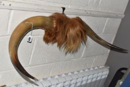 A PAIR OF HIGHLAND CATTLE HORNS, mounted to a central hair covered boss, total width approximately