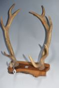 AN ELEVEN POINT SET OF STAG ANTLERS mounted on a wood board, height 35cm x width 37cm x depth
