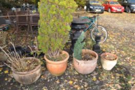 THREE LARGE TERRACOTTA PLANTERS, one containing a conifer tree, largest diameter 52cm x height 37cm,
