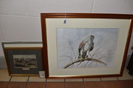 M. DONNELLY (CONTEMPORARY) PORTRAIT OF A HAWK, a Hawk wearing jesses is perched upon a branch,