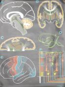 PAUL SOUGY, two anatomical teaching charts. 98.5 x 129 cm.