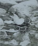 GREENWOOD, T J (born 1947) British (AR), Dipper, etching, signed and numbered 43/150, unframed.