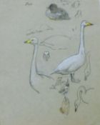 AUSTEN, WINIFRED (1876-1964) British (AR), Whooper Swan Studies, watercolour and pencil, unframed.