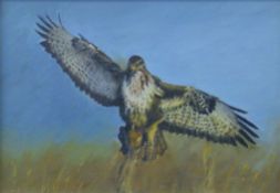 PENNY, RUTH (1906-2002) British (AR) 'Rough-Legged Buzzard', oil on board, framed. 24 x 34 cm.