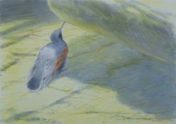 PEARSON, BRUCE (born 1950) British (AR), Wall Creeper, watercolour, signed and dated 1995, unframed.