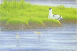 DILLON, NICHOLAS (born 1966) New Zealand (AR), Avocet and Chicks, acrylic on canvas,