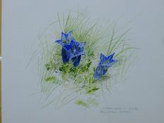 BROCKIE, KEITH (born 1954) British (AR), Gentiana Acaulis, watercolour, unframed.