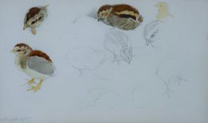 AUSTEN, WINIFRED (1876-1964) British (AR), Quail Chick Studies, watercolour and pencil, unframed.