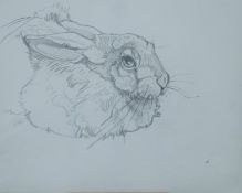 HASLEN, ANDREW (born 1951) British (AR), Hare, pencil, unframed. 30 x 37 cm.