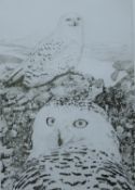 GREENWOOD, T J (born 1947) British (AR), Snowy Owls, etching, signed and numbered 68/150, unframed.