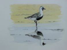 DILLON, NICOLAS (born 1966) New Zealand (AR), Grey Plover, watercolour sketch, unframed. 24 x 30 cm.