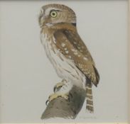 BOYER, TREVOR (born 1948) British (AR), Cuban Tawney Owl from Owls of the World, watercolour,