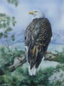 HUGHES, YVONNE (Contemporary) British (AR), 'American Bald Eagle', acrylic on board,