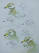 KEMP, RICHARD, Stone Curlew Studies, watercolour, signed, unframed. 35 x 25 cm.
