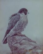 HASLEN, ANDREW (born 1953) British (AR), Kestrel, print, numbered 37/100, framed. Image 25 x 20 cm.