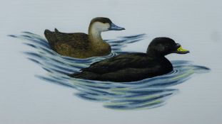 ARLOTT, NORMAN (1947-2022) British (AR), Scoters, watercolour, unframed. 13 x 23 cm.