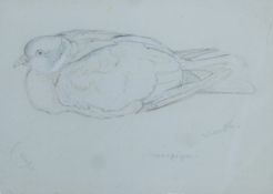 AUSTEN, WINIFRED (1876-1964) British (AR), Woodpigeon, pencil, titled and signed, unframed.